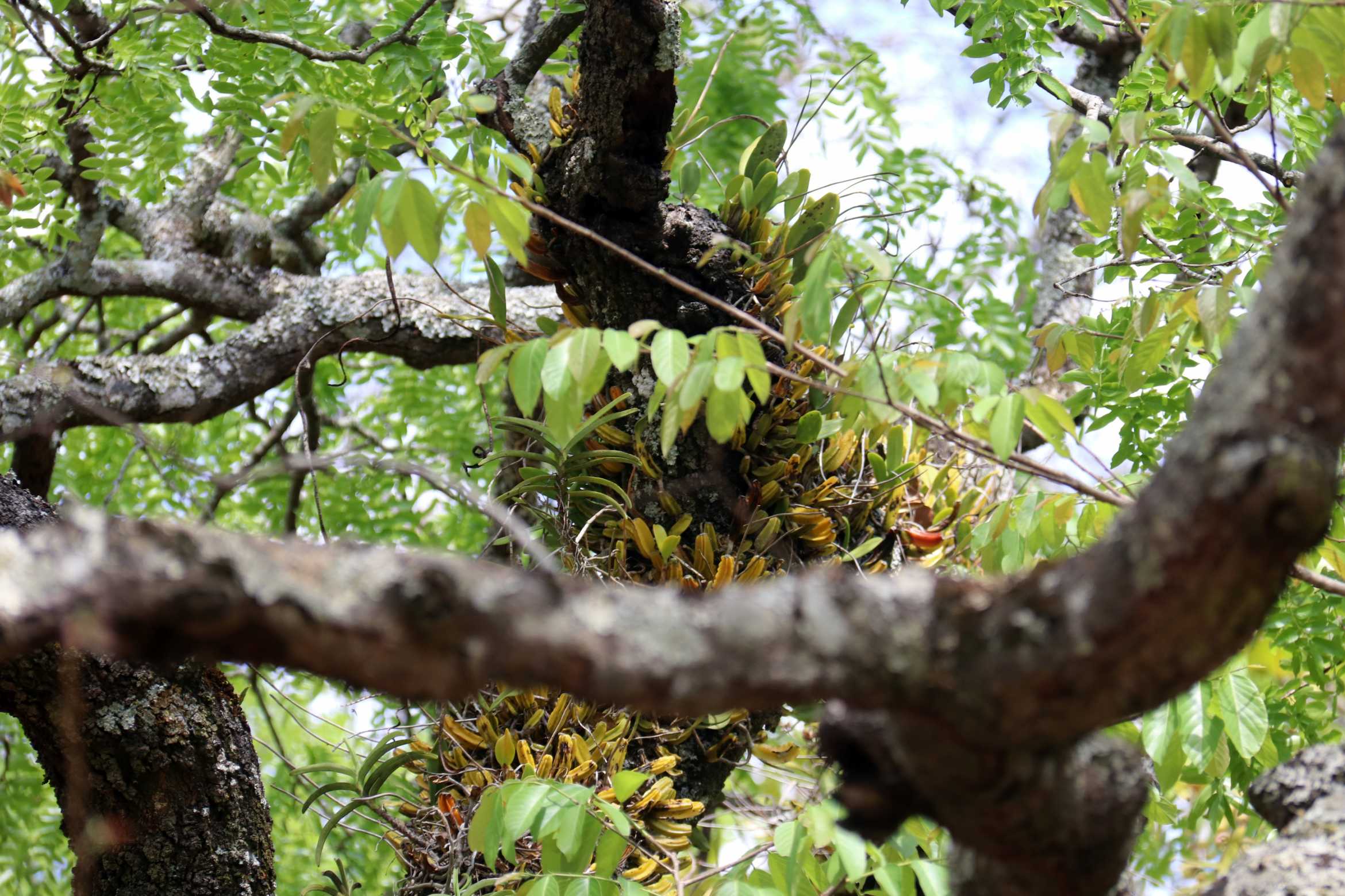 Conservation Projects