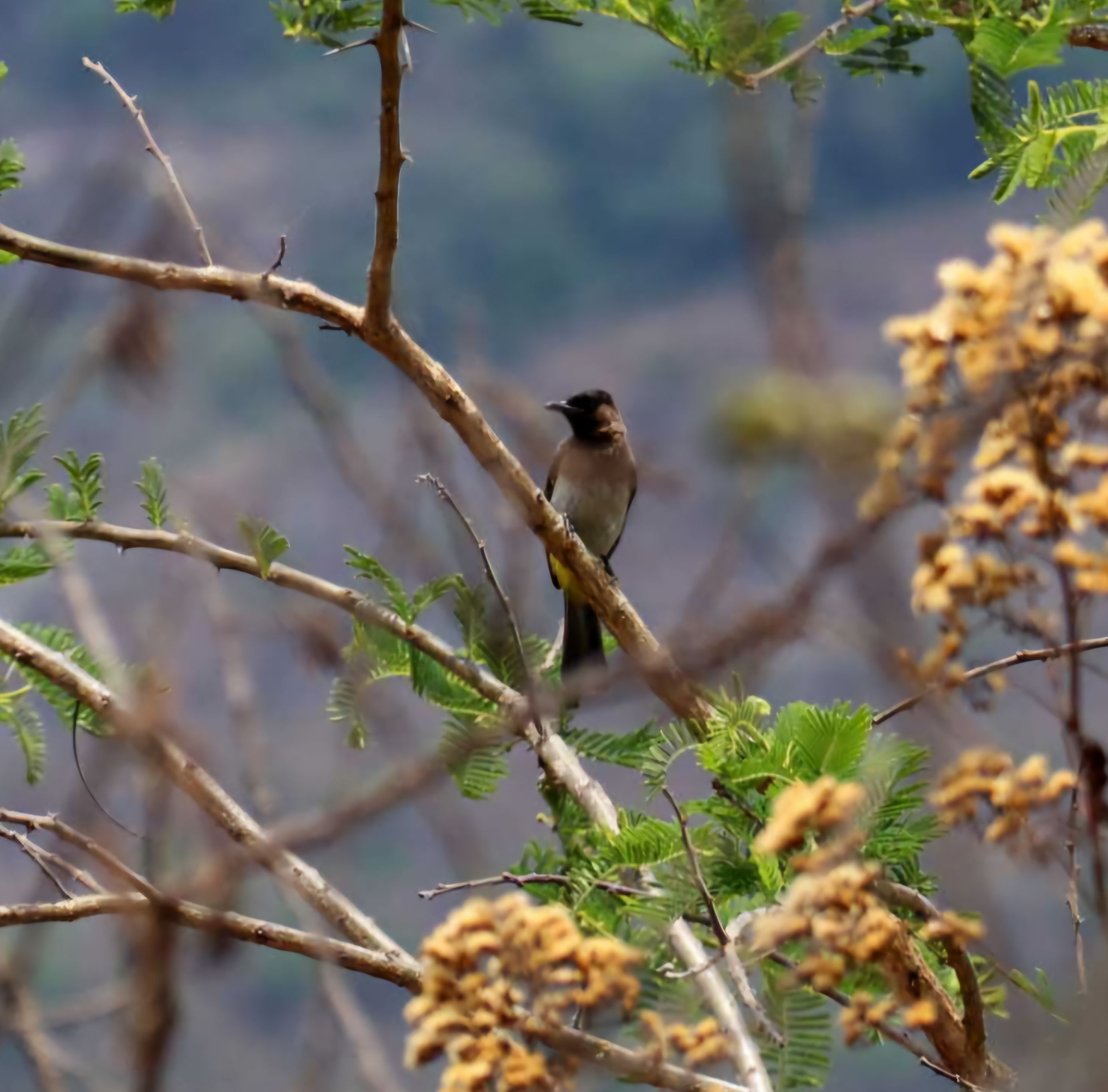 Wildlife safari in Chemakuti