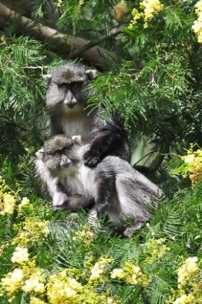 Image of rare-samango-monkeys.jpg